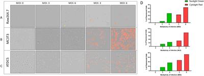 Development and characterization of an in vitro fluorescently tagged 3D bone-cartilage interface model